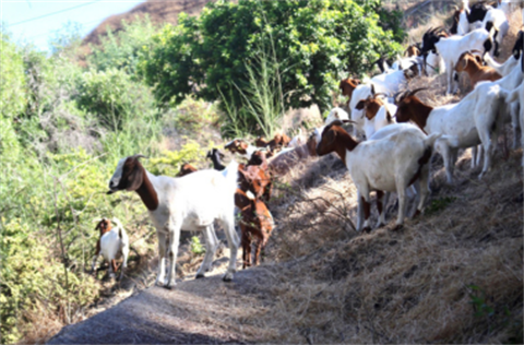 Goats Clearing Brush on Culver City Hillside